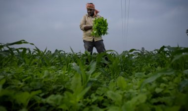 Farmer Income Trails Growth in Agricultural Output