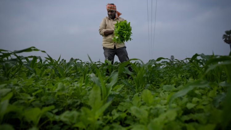 Farmer Income Trails Growth in Agricultural Output