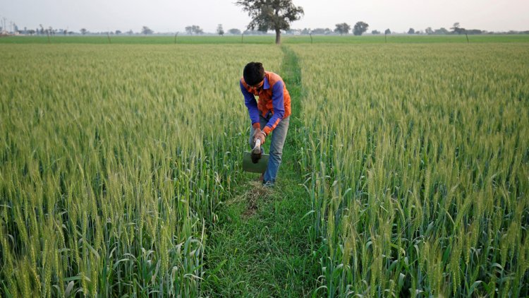 Wheat gains momentum, oilseeds lag behind; over 77% of Rabi sowing completed