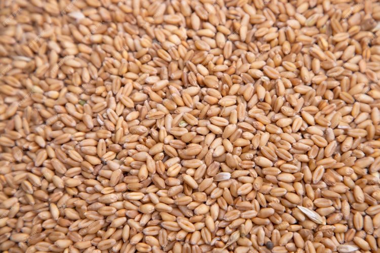 Despite bumper production, central government tightens stock limits on wheat