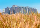 USDA Lifts US, Global Wheat Stock Estimates, Signals Bearish Outlook for Markets