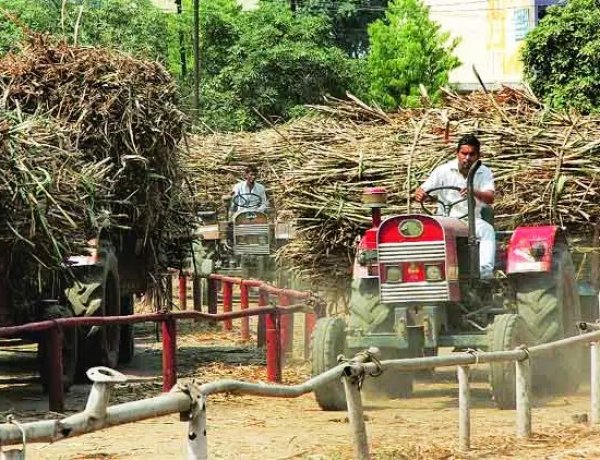 Maharashtra Sugarcane Farmers Demand Rs 7,000/Tonne as Sugar Prices Surge Over 40%