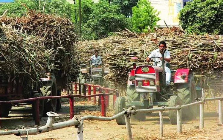 Maharashtra Sugarcane Farmers Demand Rs 7,000/Tonne as Sugar Prices Surge Over 40%