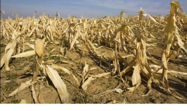 India’s Crop Yields Set to Fall as Extreme Heat Intensifies: UN