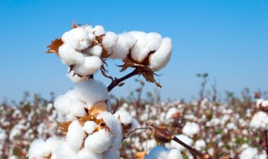 India’s Cotton Area Set to Decline in 2025-26 Amid Crop Shift: USDA Report