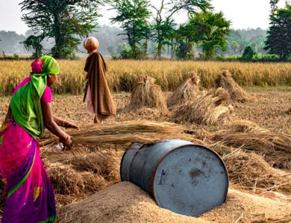 Union Budget 2026 Expected to Strengthen Agri-Finance, Food Security and Rural Resilience: EY India