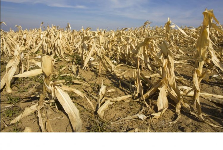 India’s Crop Yields Set to Fall as Extreme Heat Intensifies: UN