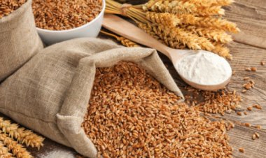 Global Grain Production in 2026-27 Projected to Slip By 2% Due to Soaring Fertilizer Costs