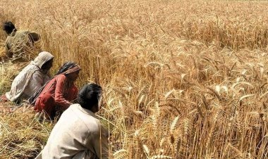 Wheat crop affected by heatwave in four states, production likely to be impacted