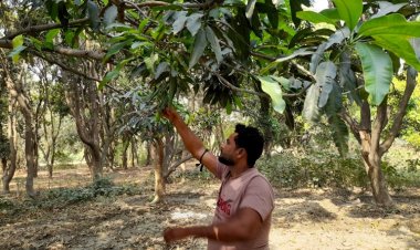 A Bitter Season for the King of Fruits: Mango Farmers in Uttar Pradesh Face Grim Prospects