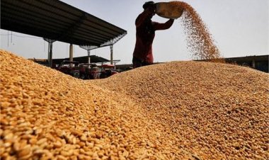 Wheat procurement crosses 142 lakh tonnes; Haryana leads with maximum procurement