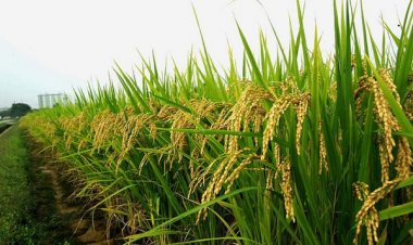 Punjab's Ban on Hybrid Paddy Varieties Hits Seed Companies, While Acreage Increases in Other States