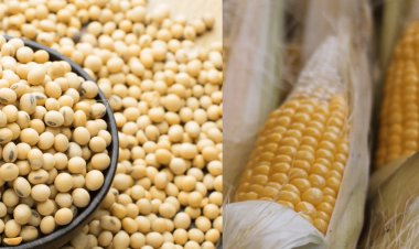 India’s Farmers Are Subsidising America’s China Strategy   