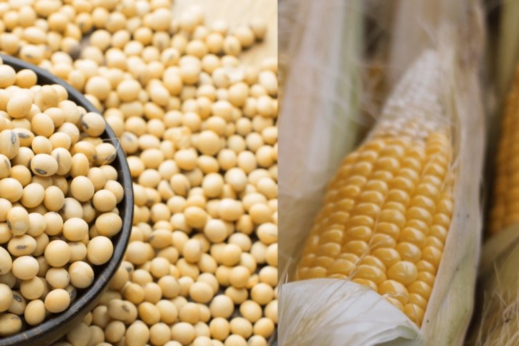 Indian farmers are subsidizing America’s China strategy