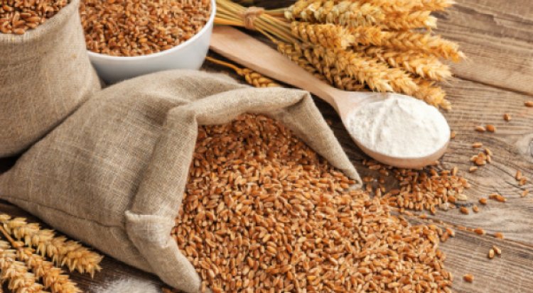 Global Grain Production in 2026-27 Projected to Slip By 2% Due to Soaring Fertilizer Costs