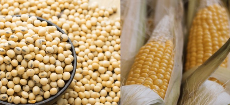 India’s Farmers Are Subsidising America’s China Strategy   