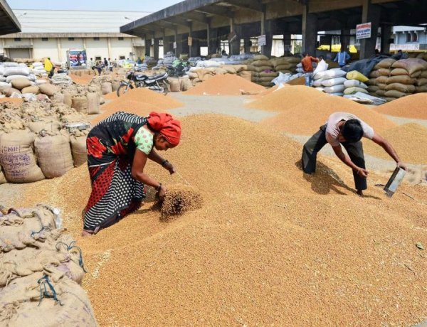 Farmers in Rajasthan to Get ₹150 Bonus on Wheat Procurement, ₹40 in Madhya Pradesh; Procurement Preparations Begin