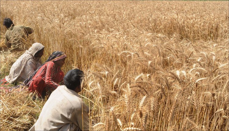 Under IMF Pressure, Pakistan Ends Wheat Procurement and MSP System