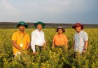 ICRISAT Scientists Develop Short-Duration Pigeonpea That Tolerates 45°C Heat