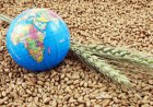 Africa-Sized Land Savings Possible if Food Systems Are Overhauled, Scientists Warn