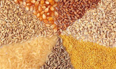 Global Cereal Trade and Stocks Decline in 2024-25, Recovery Expected in 2025-26: FAO Report