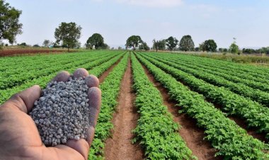 Global DAP Prices Surge to $750/Tonne Amid Chinese Export Ban; India Faces Rising Fertiliser Subsidy Burden