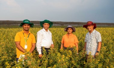 ICRISAT Scientists Develop Short-Duration Pigeonpea That Tolerates 45°C Heat