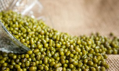 Govt. Approves Procurement of Summer Moong Under PSS in Haryana, UP, Gujarat and Groundnut in UP
