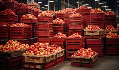 How the US is Recalibrating Agricultural Exports Amid Global Trade Shifts