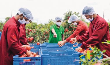 Making Indian Agriculture Globally Competitive