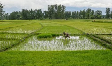 Agriculture Trails as India’s Economy Posts Strong Q1 Growth