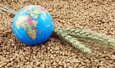 Africa-Sized Land Savings Possible if Food Systems Are Overhauled, Scientists Warn