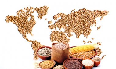 Global Grain Output to Rise for Third Straight Year: IGC
