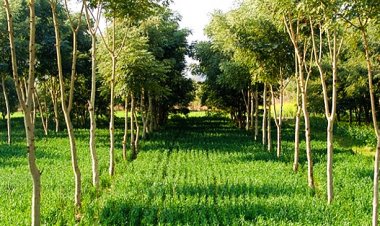 Model Rules for Tree Felling on Farmland, Ease for Agroforestry or Return of License Raj?