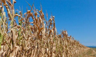 Droughts Devastate Crops Across China and Europe as Extreme Heat and Rainfall Variability Threaten Global Food Security