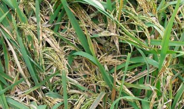 Bayer launches Felujit for Sheath Blight control in Paddy cultivation