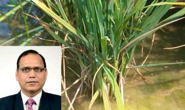 Dwarf Virus Hits Paddy Crop in Haryana, Punjab: What Can Farmers Do? Top Scientist Suggests Solutions