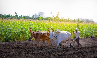 Toxic Truths, Empty Promises: Panel Slams Gaping Holes in India’s Farm Reform Plans