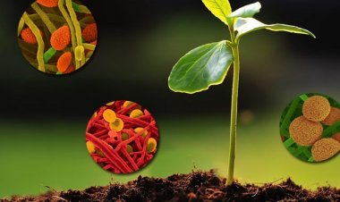 BASAI Urges Government to Resolve Regulatory Gridlock as Biostimulant Sector Faces Existential Crisis