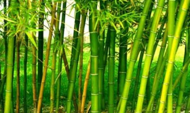IIT Guwahati Converts Local Bamboo into High performance Automotive Materials