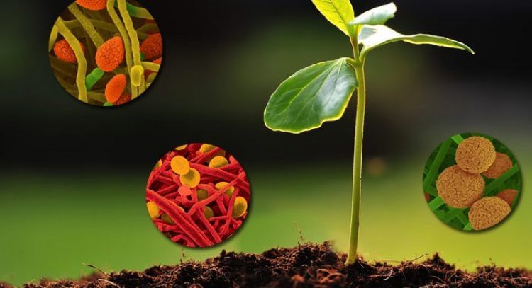 BASAI Urges Government to Resolve Regulatory Gridlock as Biostimulant Sector Faces Existential Crisis