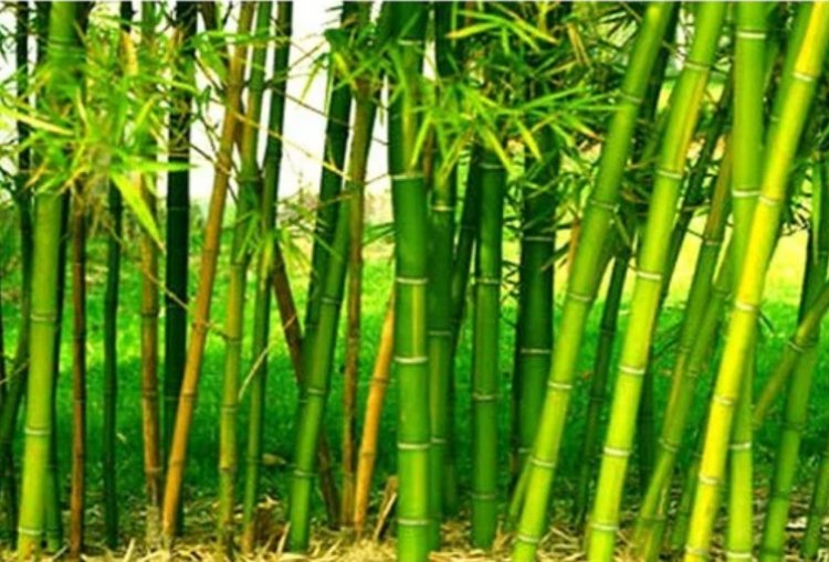 IIT Guwahati Converts Local Bamboo into High performance Automotive Materials