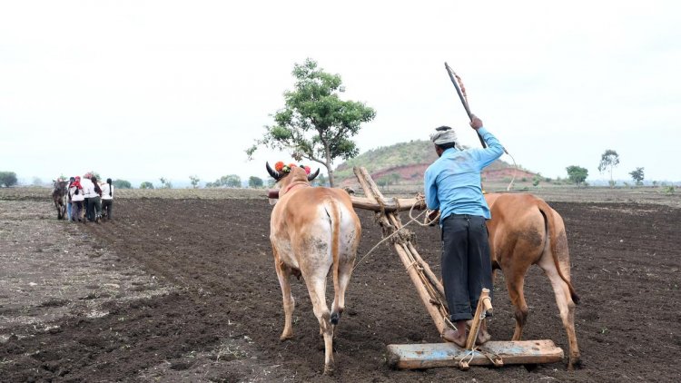 India’s Kharif Sowing Up 4% Y-o-Y, Covers 76% of Normal Area