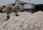 Duty-Free Cotton Import Window Closes; 11 pc Duty Back in Force from January 1
