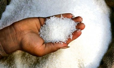 ISMA’s Estimate Misses the Mark: Sugar Output Drops by 4.5 Million Tonnes