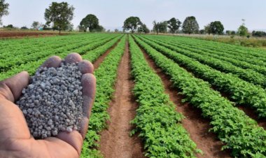 Complex Fertiliser Growth Seen Slowing to 2–4% Amid Import Woes, Geopolitical Tensions: Crisil