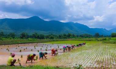 85% of Kharif Sowing Completed: Decline in Oilseeds, Farmers Shift Towards Maize