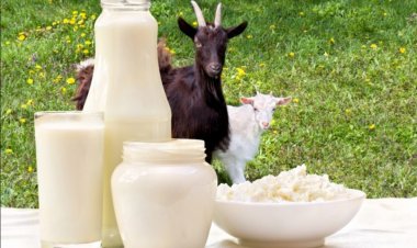 Goat Milk: A Rising Star in the Global Dairy Industry