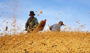 China’s Soybean Imports Hit Record Pace as Vietnam’s Feed Demand Surges on Livestock and Aquaculture Growth