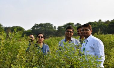 ICRISAT and Partners Discover New Gene linked to Sterility Mosaic Disease resistance in Pigeonpea